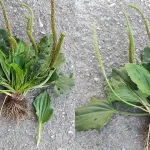 9 Foods You Can Grow In Buckets All Year