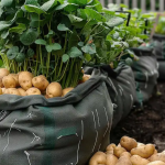 Explore 10 Cucumber Trellis Ideas for a Bountiful Harvest