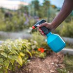 Garlic and Honey Secrets: How I Make It