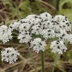 Here’s Why Baking Soda Is a Gardener’s Best Companion