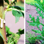 Unlocking the Hidden Potential of the Banana Stalk