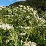 A Natural Solution for Pests and Composting