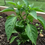 10 Amazing Uses & Health Benefits of Activated Charcoal Powder (The Ultimate Detox Hero)