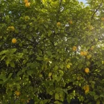 Just mix LEMON with CHARCOAL and you won’t have to spend money at the market anymore