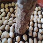 Toothpaste Trick To Get Rid Of Cockroaches and Roaches