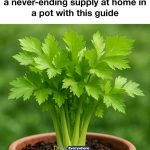This Is a Nail Fungus Killer!  It Works Very Fast – Just Use Garlic!
