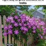 20 top gardening hacks