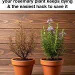 20 top gardening hacks