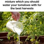 8 best fertilizers for your tomatoes so they grow like never before