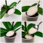 Place it in your home and you will never see flies or mosquitoes again – the natural remedy