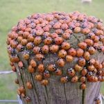 Why Use a Cucumber Trellis