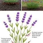 The Most Potent Herb That Destroys Parasites, Urinary Tract & Bladder Infections, Herpes, and Flu Viruses