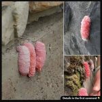 Wish I knew this secret to growing potatoes sooner. Grow potatoes all year round with this tip