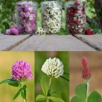 Corn Silk: 30 Health Benefits and How to Use It