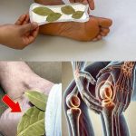 How to Grow Pointed Head Cabbage from Seed in Containers | Step-by-Step Guide