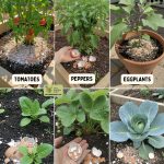 How To Propagate Hydrangeas – Step-By-Step For Beginners