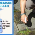 How To Plant A Lemon In A Cup: Make Your Home Smell Fresh And Boost Your Mood