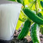 Why tutor tomatoes and how?…