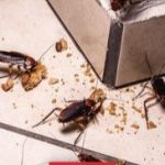 7 Brilliant Reasons to Never Throw Away Pistachio Shells