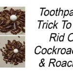 7 Brilliant Reasons to Never Throw Away Pistachio Shells