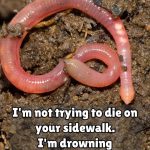 The Quick Relief Secret Behind Mosquito Bites