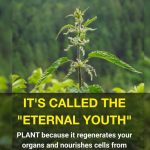 The Secret Ingredient to Add to Plants and Make Them Bloom Fast