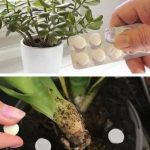 The Tea of Youth: Regenerates and Nourishes Your Cells From Head to Toe