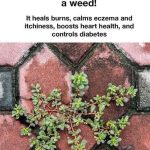 Discovered this red patch on my grandson and everyone is freaking out. What is it and what should we do?