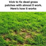 Do not pull this plant, it is not a weed, but a super healthy plant