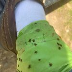 What an Elephant Statue at a Front Door Means