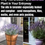 Ginger and Aloe Vera Tonic: A Potent Natural Remedy for Vibrant Health