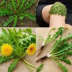 Top Health Benefits of Castor Leaves and Seeds – Nature’s Powerful Remedy