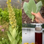 5 foods rich in estrogen