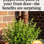 Preparing Lemon Powder Is Very Easy: A Simple Pinch Is Enough to Enhance Your Desserts and Dishes