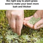 Grow the Largest Lavender Bush in a Pot with This Step-by-Step Guide