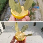 When You Eat Celery Every Day for a Week, Your Body Might Get These 14 Health Benefits