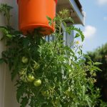 5 Powerful Reasons to Use Soap Pod (Gleditsia Australis) for Healthier Hair and Natural Living