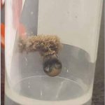 The Incredible Benefits of Plantago lanceolata and How to Use It