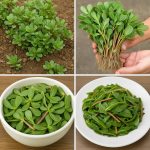 Rub garlic on your door. No one expected this!