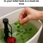 My Mother-in-Law’s Tool for Sharpening Knives: A Debate Resolved