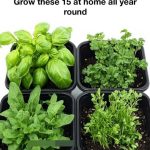 Got peonies that don’t bloom? Here are 10 brilliant reasons why