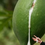 The Secret to Show-Stopping Clematis: A Love Story About Feeding the Queen of Climbers