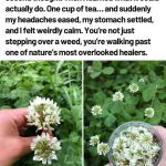 The Hidden Power of Dog Rose (Rosa canina): 10 Surprising Health Benefits and How to Use It