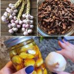 Pinecones are one of nature’s most useful (and underused) garden tools