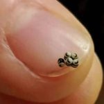 Parsley: The Chef’s Secret to Making It Last for Months – It No Longer Rots