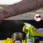 Avocado Seed Tincture: 20 Benefits and How to Use It at Home