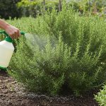 Unlocking the Benefits Why More People are Soaking Eggshells in Water