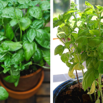 Top Health Benefits of Castor Leaves and Seeds – Nature’s Powerful Remedy