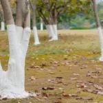 How to Cultivate and Maintain Orchids at Home : you will have them like those in nurseries