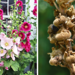 My brother took this photo 21 km from me! He shared on his page but no one noticed!